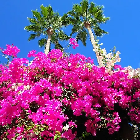 El Capricho * Maspalomas (Gran Canaria)